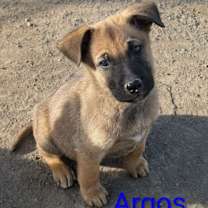 Thumbnail photo of Argos #2