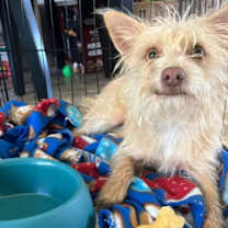 Thumbnail photo of Toby #1