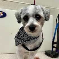 Thumbnail photo of Winston #1