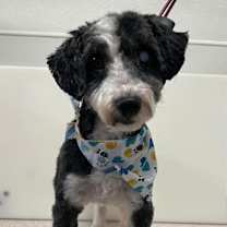 Thumbnail photo of Ozzy #2