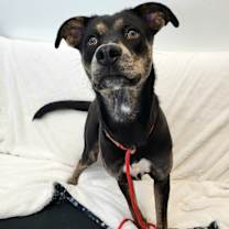 Thumbnail photo of Colt 45576 #1