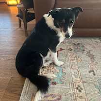 Thumbnail photo of Sadie #3