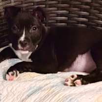 Thumbnail photo of Tuttle #3