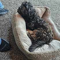 Thumbnail photo of Cici #2