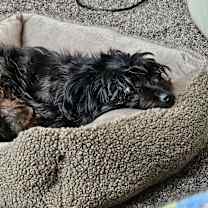 Thumbnail photo of Cici #3