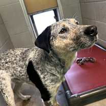 Thumbnail photo of Pantera #1