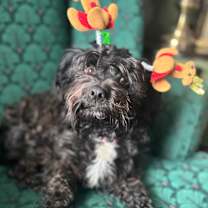 Thumbnail photo of Cici #4