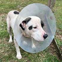 Thumbnail photo of Councilman Jamm #4