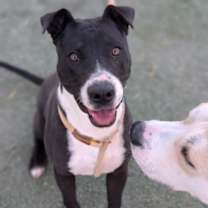 Thumbnail photo of Yuzu* #1