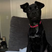 Thumbnail photo of Dax #4