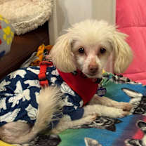 Thumbnail photo of Jade #1