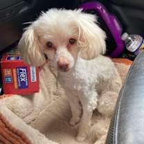 Thumbnail photo of Jade #2