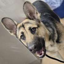 Thumbnail photo of Breadstick #2