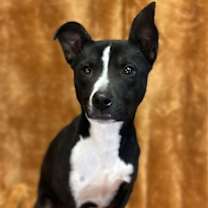 Thumbnail photo of Susanna #1