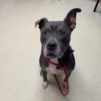 Thumbnail photo of Hooch #2