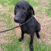 Thumbnail photo of Ozzy #1