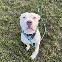 Thumbnail photo of Roxie #1