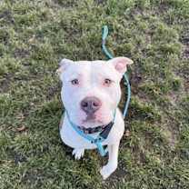 Thumbnail photo of Roxie #2