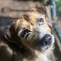 Thumbnail photo of Blythe Blue #1