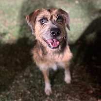 Thumbnail photo of Blythe Blue #4