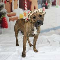 Thumbnail photo of Roman  #1