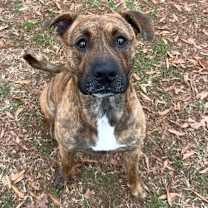 Thumbnail photo of Roman  #3