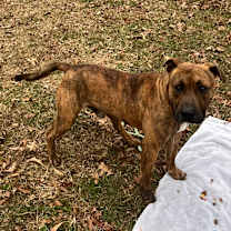 Thumbnail photo of Roman  #4