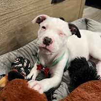 Thumbnail photo of Merry  #2