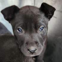 Thumbnail photo of Pine #2