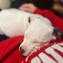 Thumbnail photo of Merry  #4