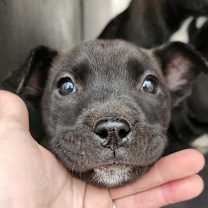 Thumbnail photo of Spruce #3