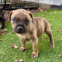 Thumbnail photo of Indy  #2