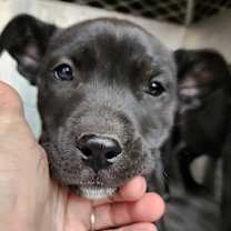 Thumbnail photo of Spruce #4