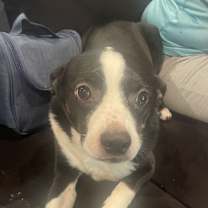 Thumbnail photo of Shadow #1