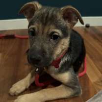 Thumbnail photo of Buddy #2