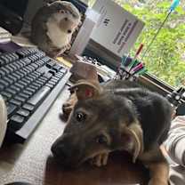 Thumbnail photo of Buddy #4