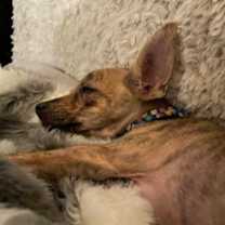 Thumbnail photo of roo #4