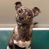 Thumbnail photo of Zuko #1