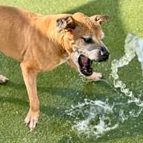 Thumbnail photo of Roman #3