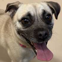 Thumbnail photo of Barefoot Contessa #1