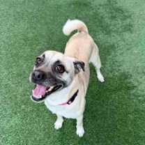 Thumbnail photo of Barefoot Contessa #3