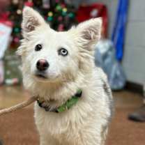 Thumbnail photo of Eevee #1