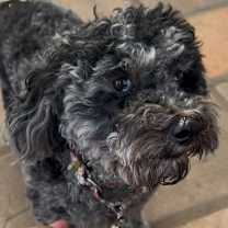 Thumbnail photo of Beau #3