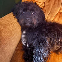 Thumbnail photo of Cici #1