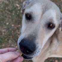 Thumbnail photo of Roscoe #1