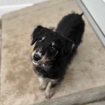 Thumbnail photo of Snowflake #2