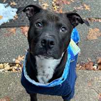 Thumbnail photo of Cooper #1