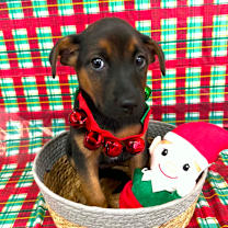 Thumbnail photo of CT Snowboard #2