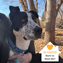 Thumbnail photo of Ham #1