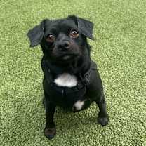 Thumbnail photo of Tytus #4